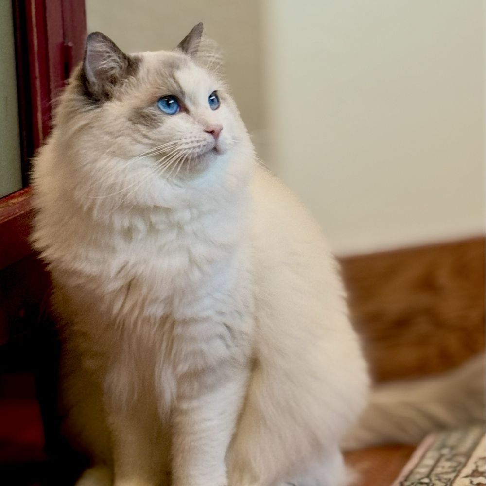 Ragdolljjsweeti - Zelda the Ragdoll - Pet Breeders Near Me Ragdolljjsweeti - Zelda the Ragdoll - Pet Breeders Near Me