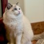 Photo of Ragdolljjsweeti