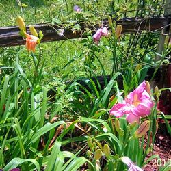 Rest Hill RV Park - 4 varieties of daylillies