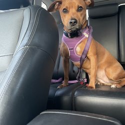 Pet Health Centers at North Shore Animal League America - Buttercup @ 1.5 years old