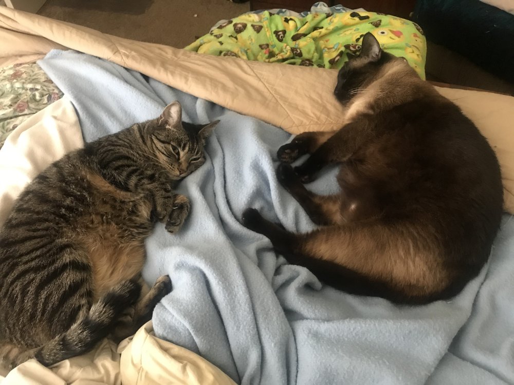 DR JERRI WADDINGTON Updated October 2024 10 Reviews 14360