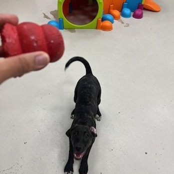 Happy Tails & Trails - Pet Sitting Near Me - Chicago, Illinois