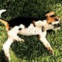 Photo of Z Pups