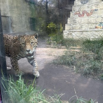 San Antonio Zoo - Zoos Near Me - San Antonio, Texas