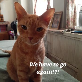 Westside Veterinary Center - My cat's reaction to news we have to go back to the vet. - Veterinarians Near Me - New York, New York Westside Veterinary Center - My cat's reaction to news we have to go back to the vet. - Veterinarians Near Me - New York, New York