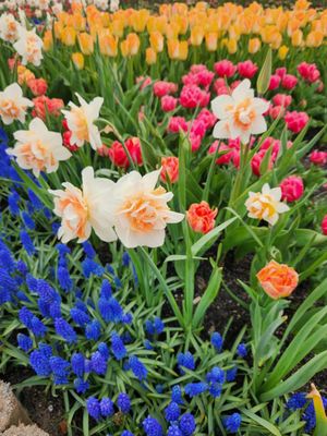 Tulip Valley Farms by null