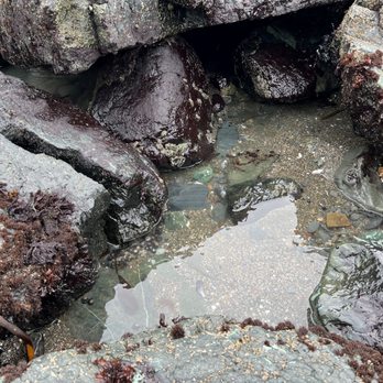 Kortum Trail - tidepools - Hiking Near Me