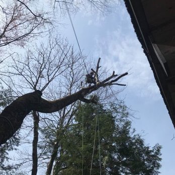 Black Dog Tree - Tree Services Near Me - Bass Harbor, Maine Black Dog Tree - Tree Services Near Me - Bass Harbor, Maine