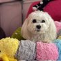 Photo of Little Paws of Hope