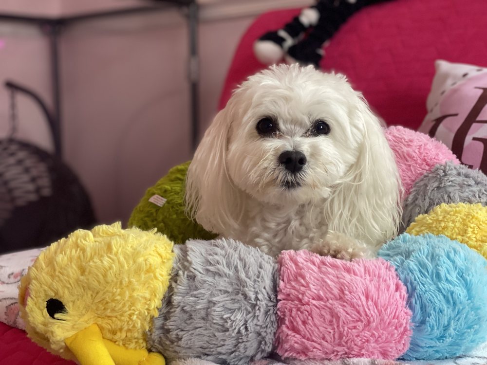 Little Paws of Hope - pet boarding facility in Westbury, NY