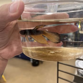 Petco - Poor bettas - Pet Stores Near Me - Mesa, Arizona