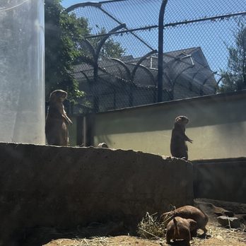 CONNECTICUT’S BEARDSLEY ZOO - Updated August 2024 - 312 Photos & 146 ...