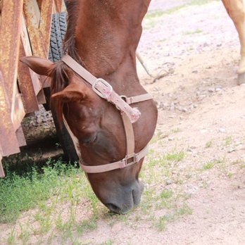 Kohl's Ranch Stables - Horseback Riding Near Me - Payson, Arizona