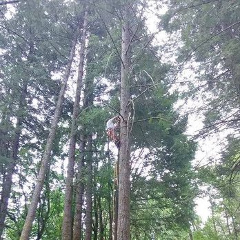 Green's Tree Service - Tree Services Near Me