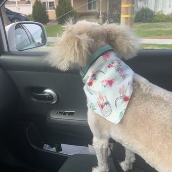 Pin Up Pets Grooming - Pet Groomers Near Me - Fresno, California