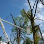 Photo of Stearman And Sons Tree Service