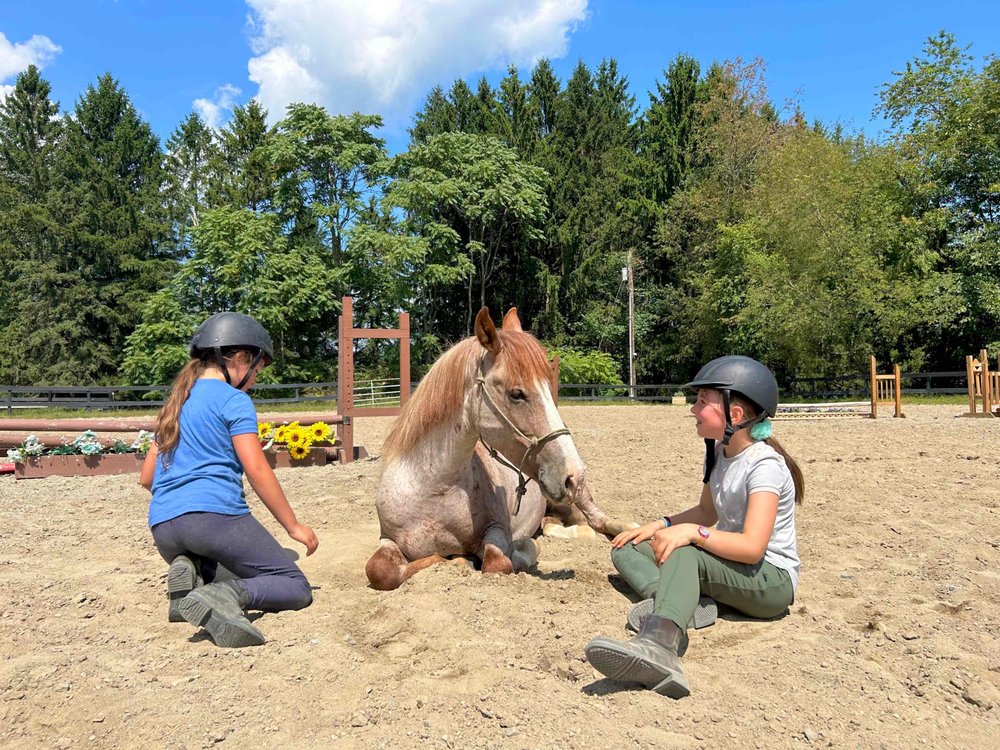 Yankee Folly Farm - equestrian in New Paltz, NY