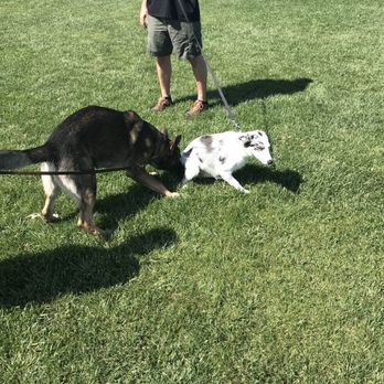 The Canine Mind - Our dog learning how to play with a little help. - Pet Training Near Me - Salt Lake City, Utah The Canine Mind - Our dog learning how to play with a little help. - Pet Training Near Me - Salt Lake City, Utah