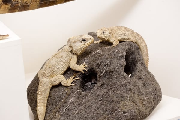 World Museum of Natural History by null