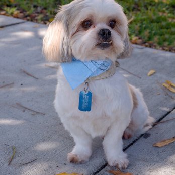Paws Mobile Grooming - Tommy ready to start his week all fresh & groomed . - Pet Groomers Near Me Paws Mobile Grooming - Tommy ready to start his week all fresh & groomed . - Pet Groomers Near Me