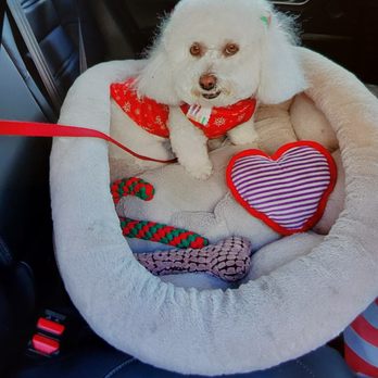 Tiny Tails - Hailey on way home after being perfectly groomed at TT - Pet Groomers Near Me - Brooklyn, New York Tiny Tails - Hailey on way home after being perfectly groomed at TT - Pet Groomers Near Me - Brooklyn, New York