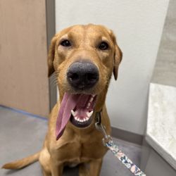Horizon Ridge Animal Hospital