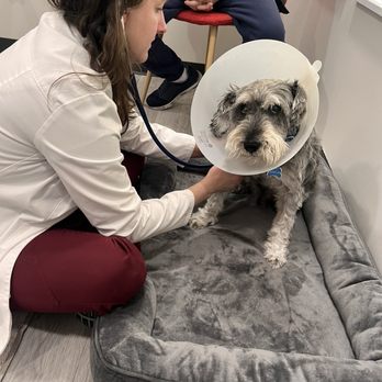 Apex Veterinary Specialists - Veterinarians Near Me - Saratoga, California Apex Veterinary Specialists - Veterinarians Near Me - Saratoga, California