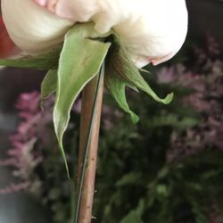 Norma's Rentals & Flowers - Wire sticking in rose so it would hold up. The flowers weren't fresh.