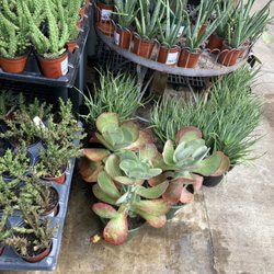 Estabrook's - Succulents