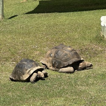 Alabama Safari Park - Zoos Near Me - Hope Hull, Alabama