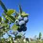 Photo of River’s Edge Blueberry Farm