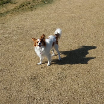 Kellogg Zaher Dog Park - Dog Parks Near Me - Las Vegas, Nevada Kellogg Zaher Dog Park - Dog Parks Near Me - Las Vegas, Nevada