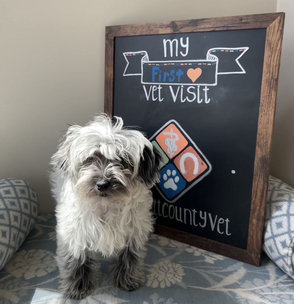 Scott County Veterinary Clinic - pet boarding facility in Georgetown, KY