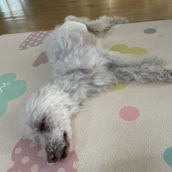 Island Pet Resort - My dog after picking him up from dog daycare. - Pet Groomers Near Me - Staten Island, New York