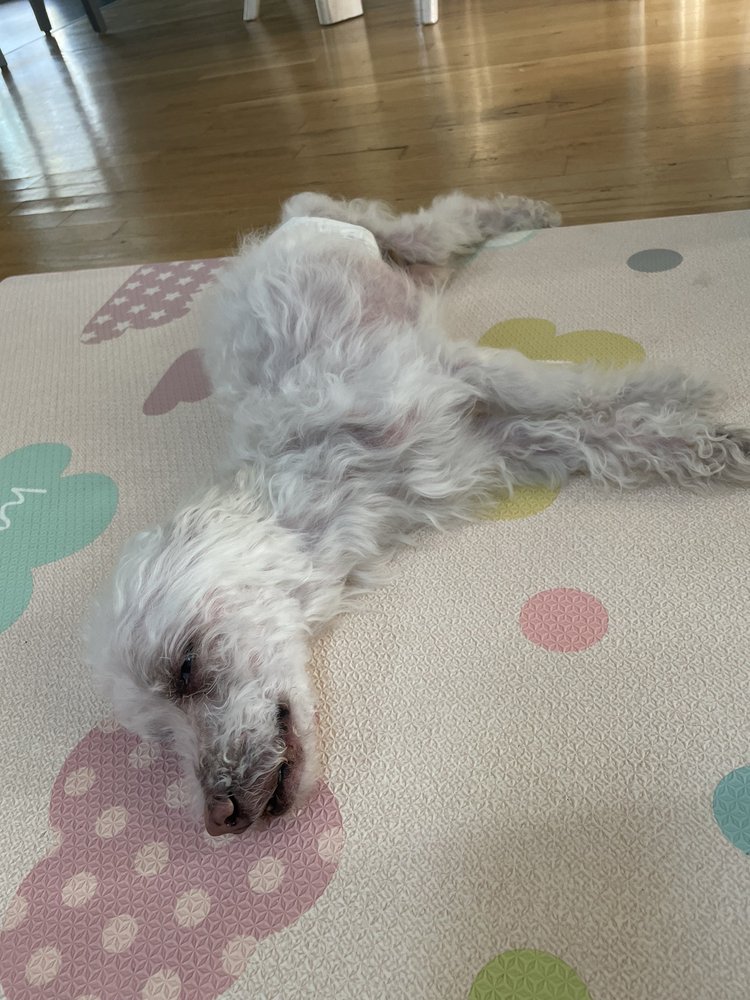 ISLAND PET RESORT Updated August 2024 55 Photos 1020 Castleton