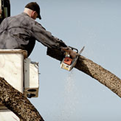 Duran Tree and Yard Service
