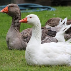 Someday Farm Vegan Bed and Breakfast - Geese!
