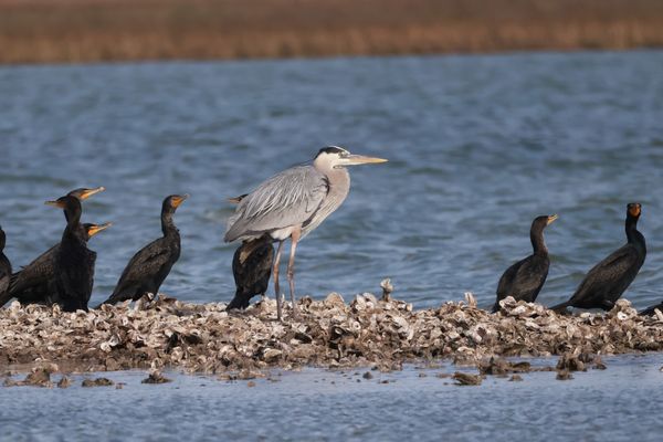 Rockport Birding & Kayak Adventures