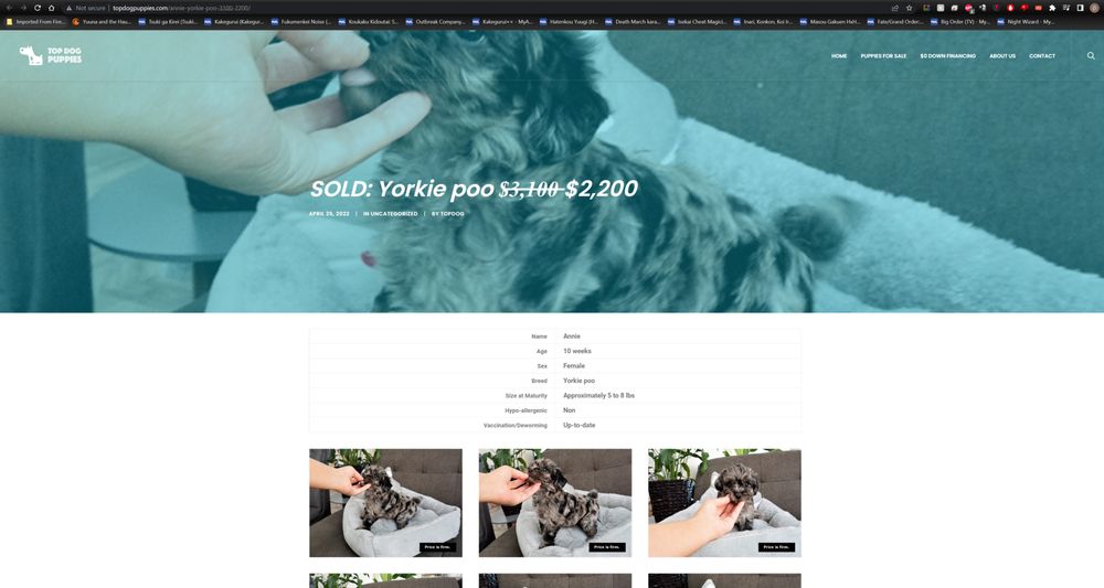 TOPDOG PUPPIES Updated September 2024 177 Photos & 14 Reviews