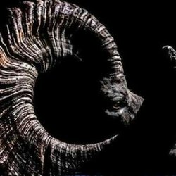 Ram Rooter Plumbing & Hydro-jet