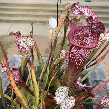 UC Botanical Garden at Berkeley - Pitcher plant - carnivorous! - Botanical Gardens Near Me - Berkeley, California UC Botanical Garden at Berkeley - Pitcher plant - carnivorous! - Botanical Gardens Near Me - Berkeley, California