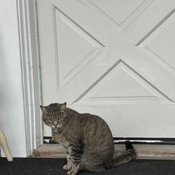 J Patrick House & Inn - Nana, the unofficial greeter.