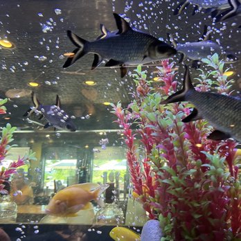 Cheddar's Scratch Kitchen - Fish tank view - American Near Me - Morgantown, West Virginia