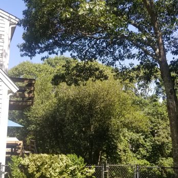 Champion Tree Work - Rear tree needing trimming away from roof - Tree Services Near Me - Yarmouth Port, Massachusetts