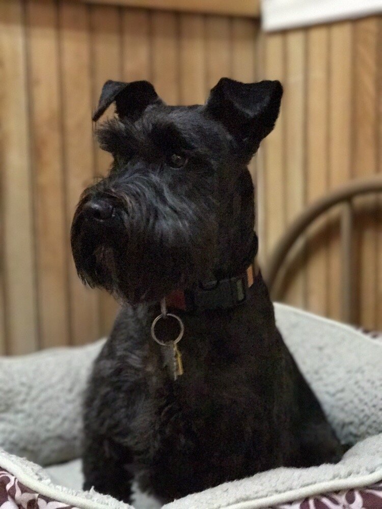 COUNTRYSIDE BOARDING KENNELS Updated September 2024 Request