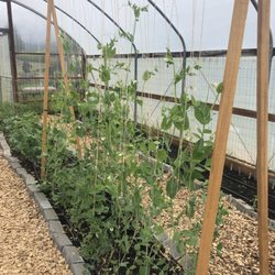 Food Roots - Inside the hoop house of one of our school garden partner sites growing food to donate to food pantries and other free food programs.