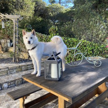 Bite Club K9 Training - Pet Training Near Me