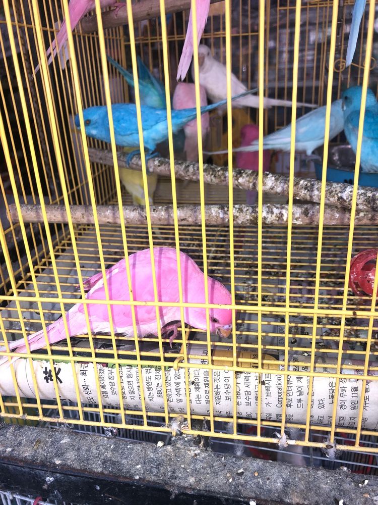 AL’S PET SUPPLIES Updated September 2024 18 Reviews 430 S Los Angeles St, Los Angeles