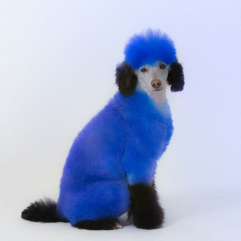 Purrs n' Furrs grooming - Pet Groomers Near Me Purrs n' Furrs grooming - Pet Groomers Near Me