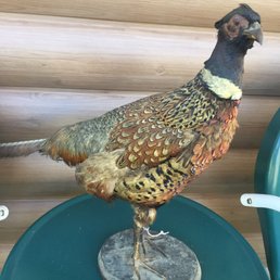 Got a stuffed pheasant Got a stuffed pheasant